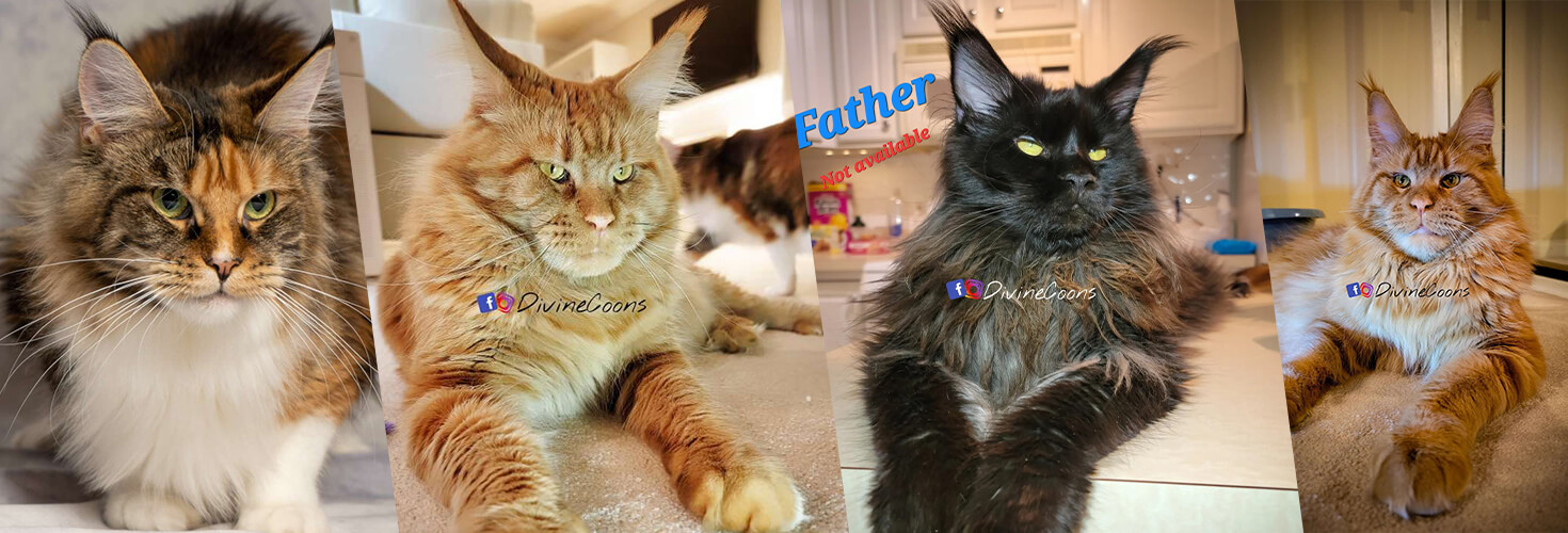 WELCOME TO Divine Coons